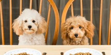 Плюсы и уникальные особенности корма для собак Acana