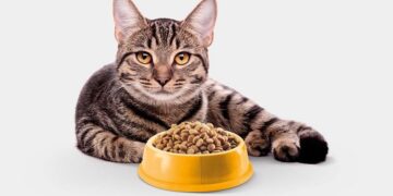 Обзор кормов и лакомств для котов: основные виды, особенности, преимущества