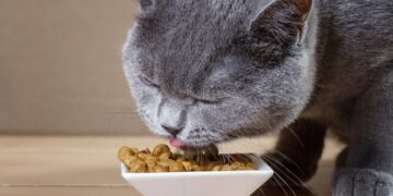 Как перевести кота с одного корма на другой безболезненно