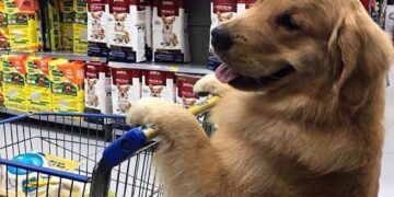 Большой ассортимент товаров для домашних животных в интернет-магазине