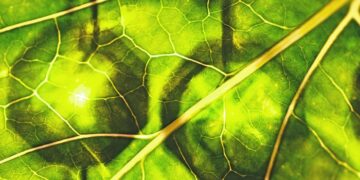 Хлорофилл: как влияет на здоровье человека и где купить