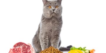 Постепенное переход с натуральной пищи на сухой корм для котов