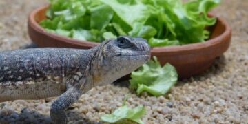 Збалансоване харчування для рептилій: що потрібно знати про корми
