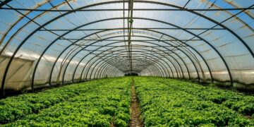 Відбиття світла тепличною плівкою: як це працює та чому це важливо