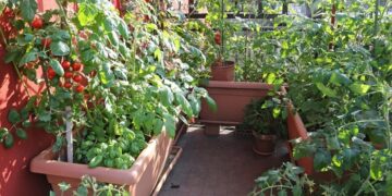 Вирощування овочів на балконі: повний посібник для міських садівників