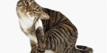 Засоби від бліх для котів: надійний захист пухнастого друга від паразитів